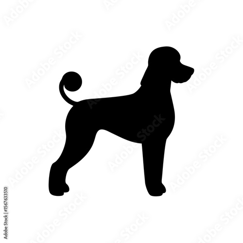 Charming Poodle Dog Black Silhouette Standing in a Graceful Side View