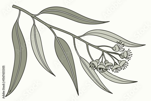Hand drawn botanical illustration of a eucalyptus branch with leaves and seed pods