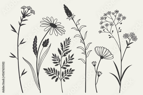 Elegant vector set of diverse wildflowers and meadow herbs for banners and advertisements