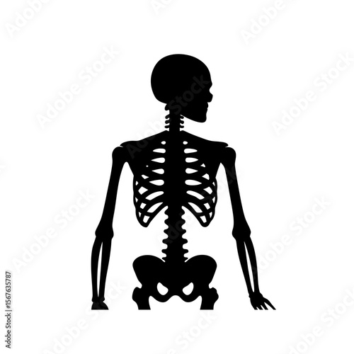 Detailed Human Skeleton Silhouette White Background Medical Anatomy Vector Graphic