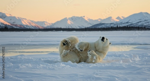 Polar bears play in snow