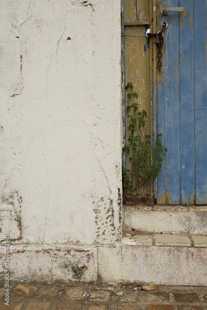 Naklejka premium Mauer mit Holztür und Pflanze Transatlantik Kreuzfahrt Rio de Janeiro Salvador Maceio Recife Praia Santa Cruz de Tenerife Lissabon Alicante Barcelona Marseille Brasilien Süd Amerika Europa Frühling