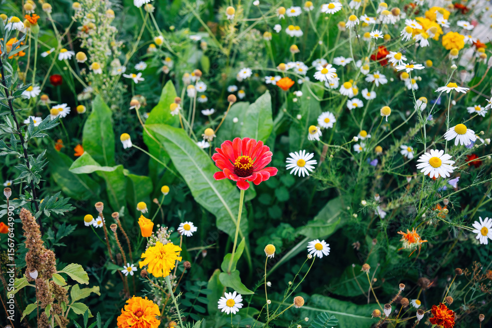 Obraz premium Colorful Flowers in a Meadow