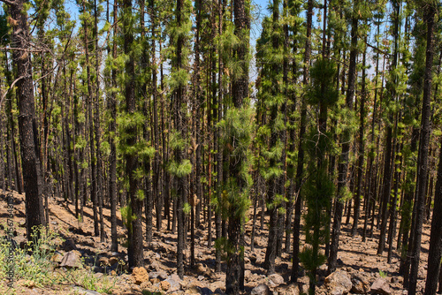 Fototapet Burnt pines recovering in Corona Forestal