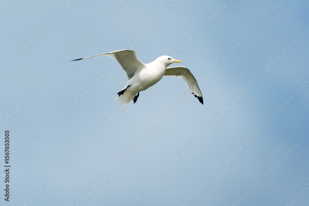 Obraz premium Seagull Flying in the Sky