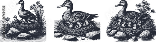 Heavy lined effect vector bundle featuring a detailed duck and brood of ducklings resting in a nest on a stone, nature wildlife illustration perfect for animal, bird, and family themes design projects