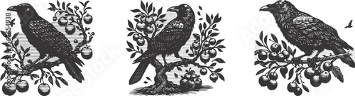 Heavy lined effect bundle vector illustration of raven perched on tree branch with fruits, detailed monochrome bird art, nature wildlife design, forest flora, rustic hand-drawn style