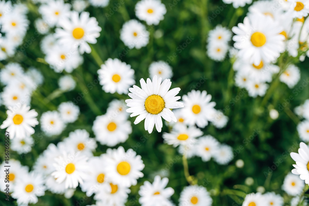 Fototapeta premium Daisies in a meadow