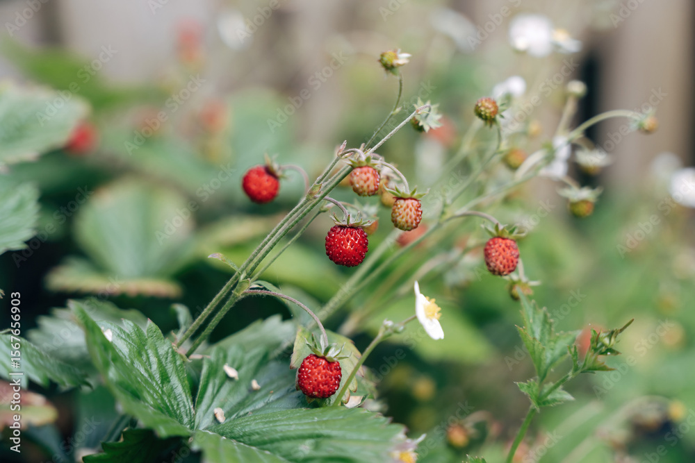 Obraz premium red wild strawberries