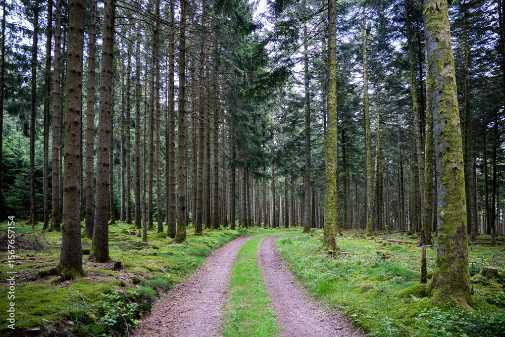 Fototapeta premium Enchanting Mystique of the Atmospheric Forest