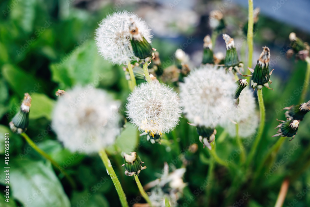 Golden Whispers: Delicate Dandelion in the Breeze Golden Whispers: Delicate Dandelion in the Breeze