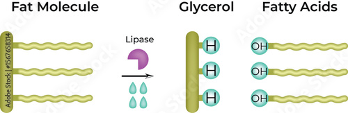 Fotografie Fat Molecule Hydrolysis by Lipase Enzyme