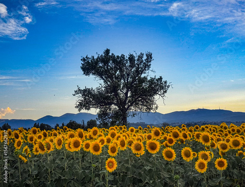 A lone tree stands prominently in a vibrant field of yellow sunflowers, set against a bright blue sky with wispy clouds and distant Italian mountains at dusk