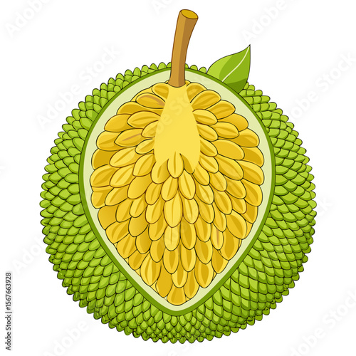 Fresh Jackfruit Vector – Tropical Exotic Fruit Isolated on White (Meaty Texture, Vegan Superfood)