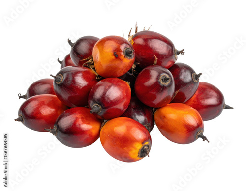 Fresh palm oil fruits in red and orange colors on transparent background