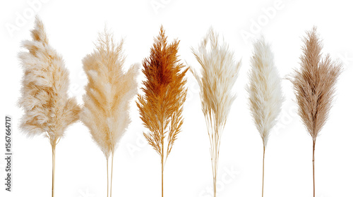 Decorative pampas grass in neutral tones, boho summer home decor, flat lay on white background, PNG format