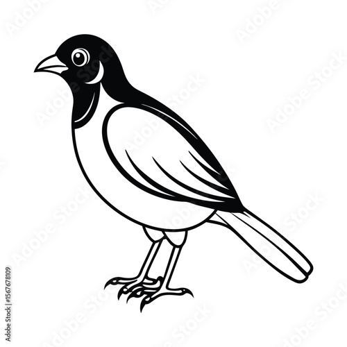 A Mynah bird vector illustration.