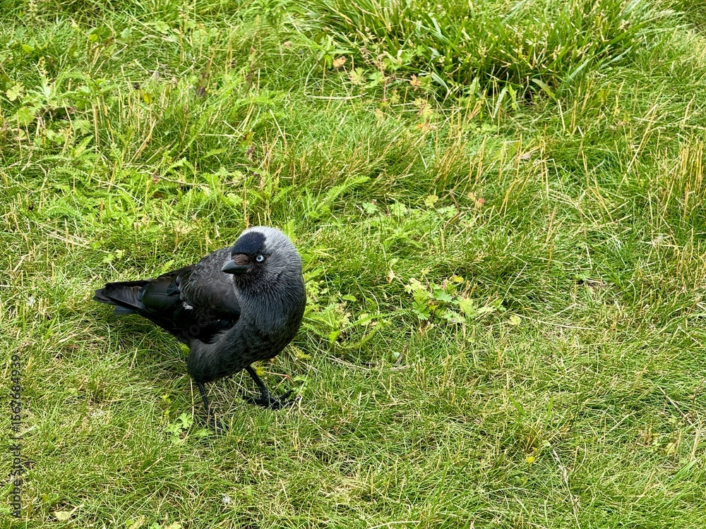Obraz premium A black pebble walks on the lawn on a summer day. High quality photo
