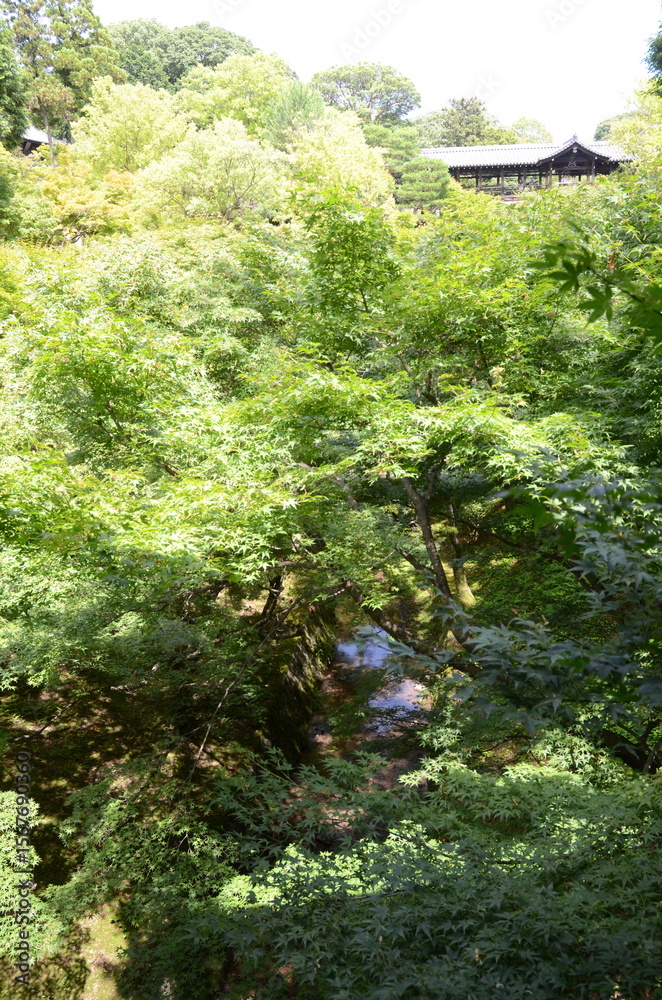 Fototapeta premium 【京都】東福寺の通天橋と川の流れと青もみじ