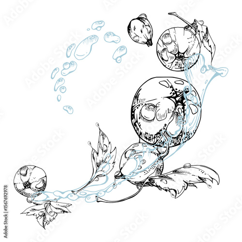 Currant gooseberry flying in water splash with green leaves and dew drops, ripe garden berry juneberry casseille jostaberry. Isolated illustration hand drawn in vector ink. Cafe menu, farmers market