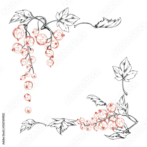 Currant gooseberry cluster bunch raceme with leaves, berry casseille jostaberry juneberry, vector ink hand drawn. Isolated square corner frame. Craft eco cosmetics, dessert menu, jam jar labels cards