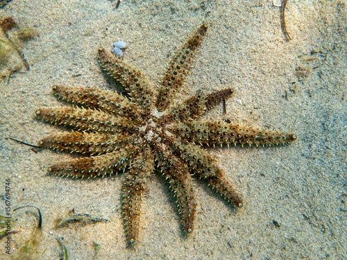 Photography starfish