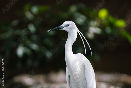 Snowy Egret