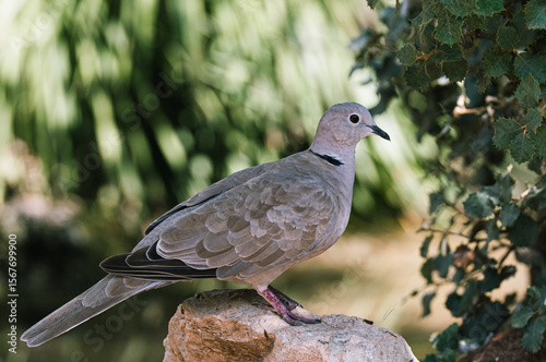 Eurasian Collared Dove