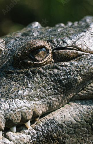 eye of a crocodile