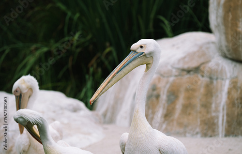 Great White Pelican