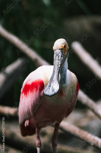 Roseate Spoonbill