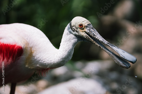 Roseate Spoonbill