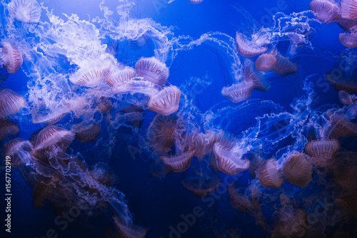 Jellyfish