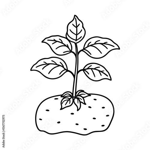 Continuous One Line Drawing Of A Potato Plant Growing In Soil For Botanical And Farming Illustration