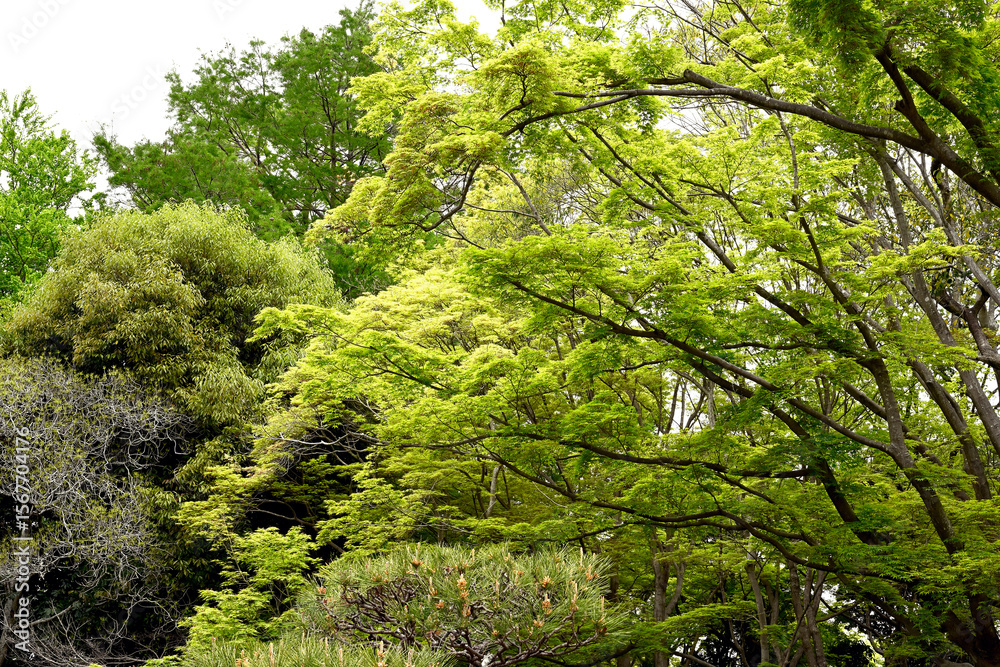 Obraz premium 初夏の神戸離宮公園