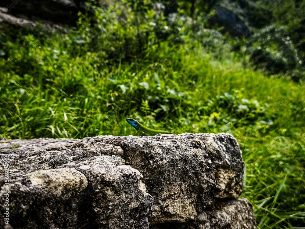 A green lizard is sitting on a rock in a grassy field. The lizard is small and he is resting. The scene is peaceful and serene, with the lizard blending in with its surroundings A green lizard is sitting on a rock in a grassy field. The lizard is small and he is resting. The scene is peaceful and serene, with the lizard blending in with its surroundings