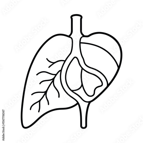 One Continuous Line Drawing Of Human Liver Organs For Medical Anatomy And Biology Illustration
