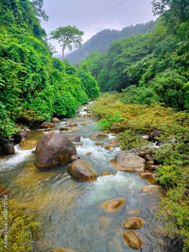 river in the forest