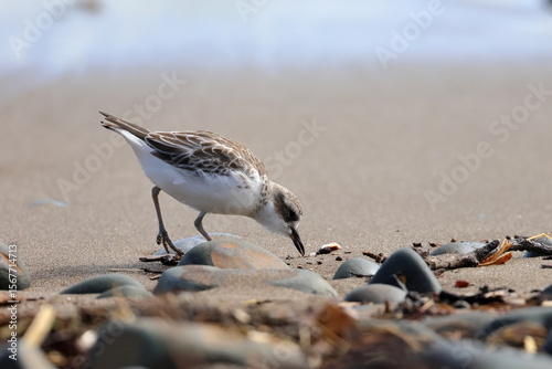 new zealand dotterel