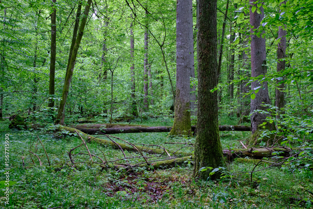 Obraz premium Late springtime deciduous forest with fresh green rich trees around