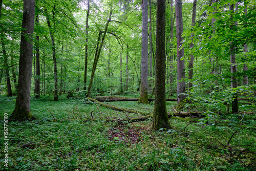 Late springtime deciduous forest with fresh green rich trees around