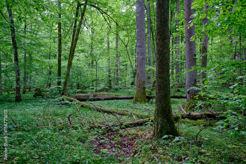 Late springtime deciduous forest with fresh green rich trees around