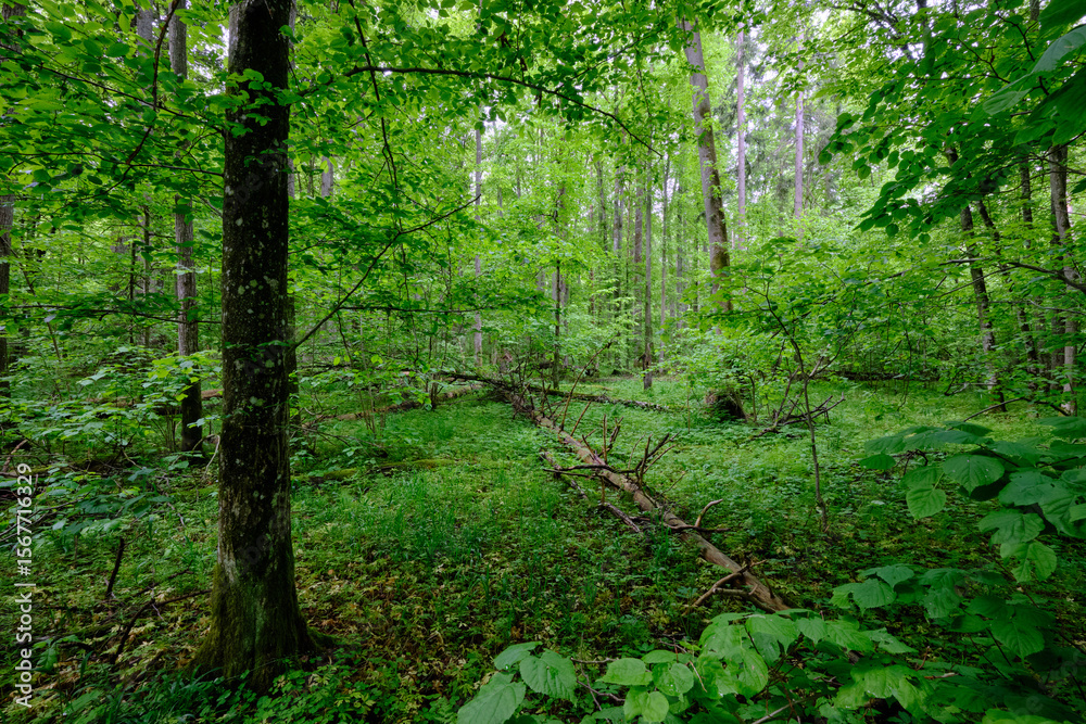 Fototapeta premium Late springtime deciduous forest with fresh green rich trees around