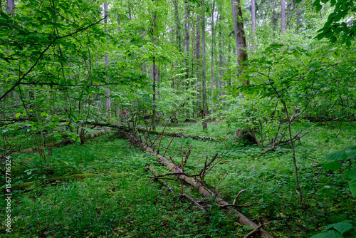 Late springtime deciduous forest with fresh green rich trees around