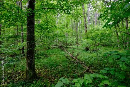 Late springtime deciduous forest with fresh green rich trees around