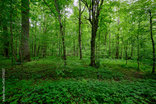 Late springtime deciduous forest with fresh green rich trees around
