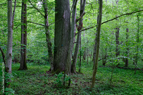 Late springtime deciduous forest with fresh green rich trees around