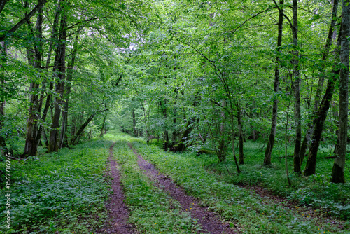 Late springtime deciduous forest with fresh green rich trees around