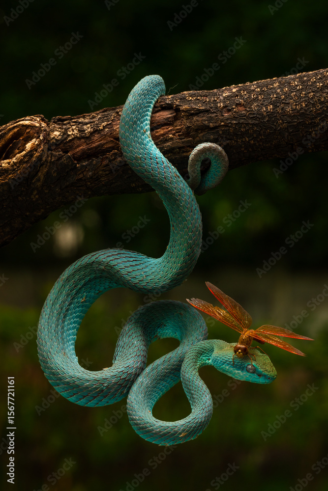 Fototapeta premium Blue white lipped pit viper and a dragonfly