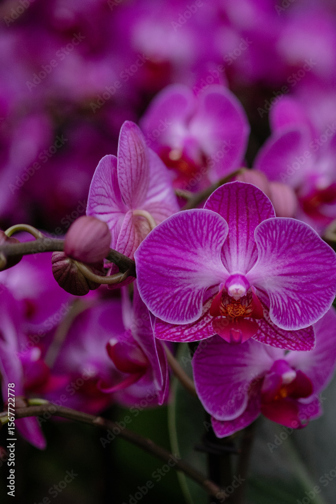 Blumen und Pflanzen Blumen und Pflanzen